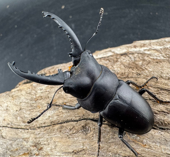 【WD】《トンキンノコギリヒラタクワガタ ベトナム産 47.5mm ペア》