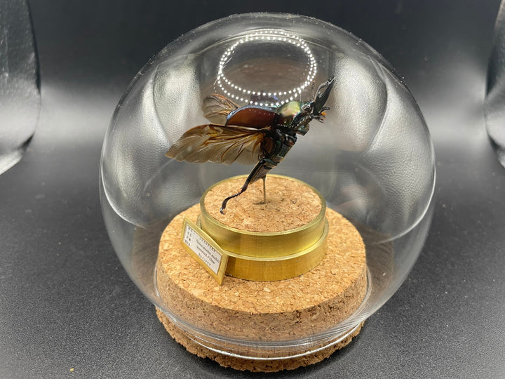 インテリア標本《ニジイロクワガタ♂》