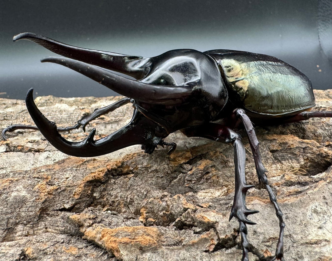 【WD】《ジャワコーカサスオオカブト 105.5mm ペア》