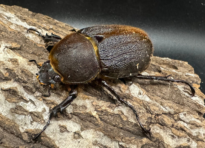 《ヘラクレス・ヘラクレス 153mm ペア》