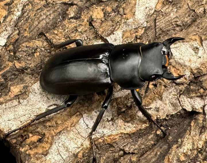 【WD】《ドルクス タオ 30mm ペア》