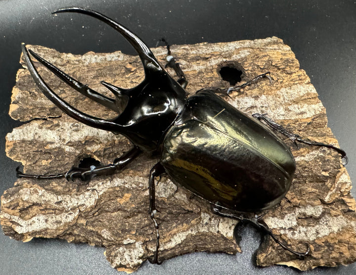 【WD】《タイリクコーカサスオオカブト タイ産 108mm ペア》