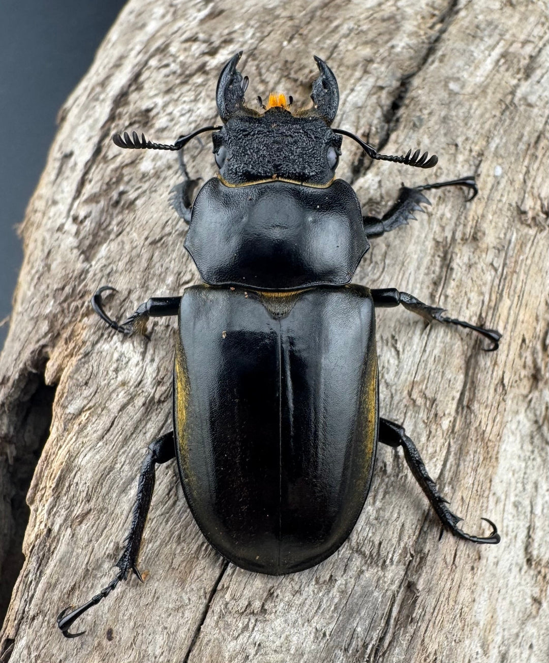 【WD】《フルキフェルミヤマ 62mm ペア》