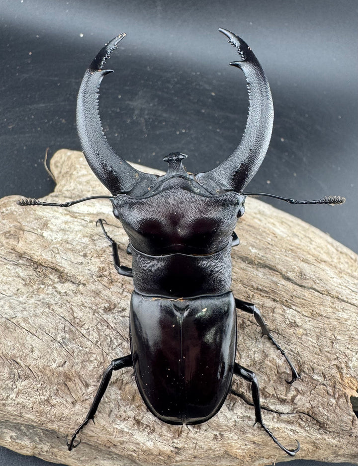 【WD】《リノケロスフタマタ 95.5mm ペア》