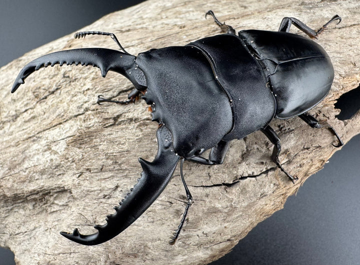 【WD】ロングホーン《パラワンオオヒラタ 85.5mm ペア》