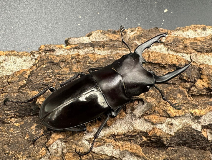 【WD】《ブッダノコギリ フィリピン北部亜種  44.5mm ペア》