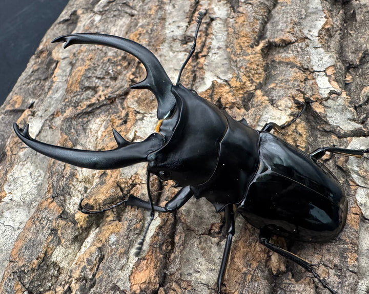 【WD】《インターメディアツヤクワガタ ネグロス産 97.5mm ペア》