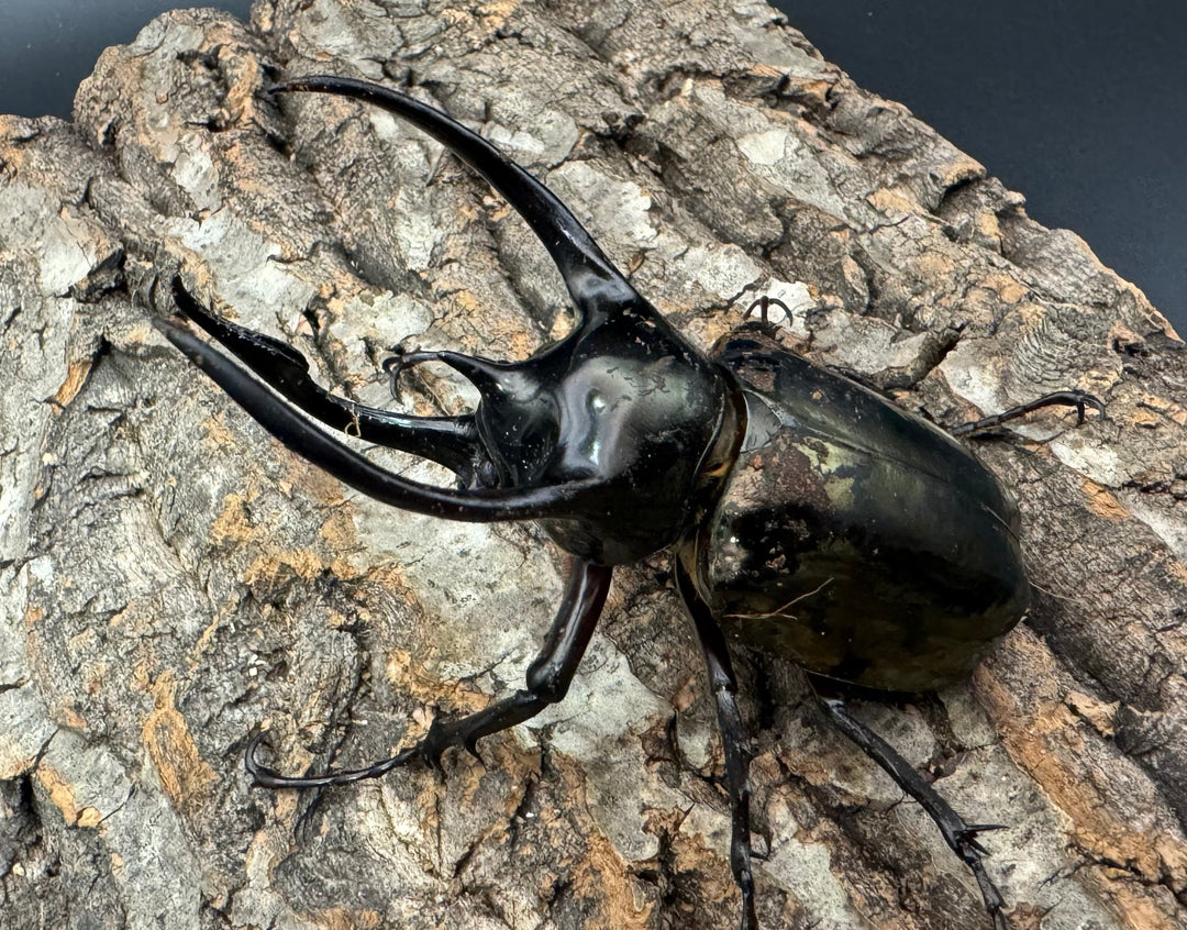 【WD】《ミンダナオアトラスオオカブト 94mm ♂単》