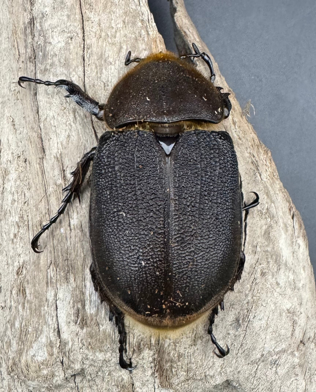 《ヘラクレス・ヘラクレス 144mm ペア》