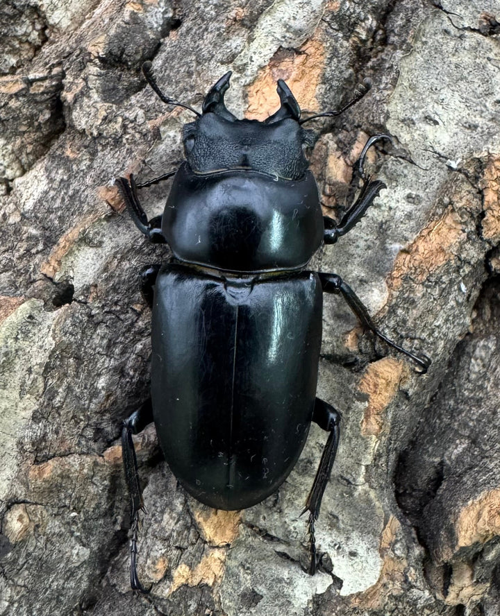 【WD】《ネパレンシス ssp. チベット産 58.5mm ♂♀♀トリオ》