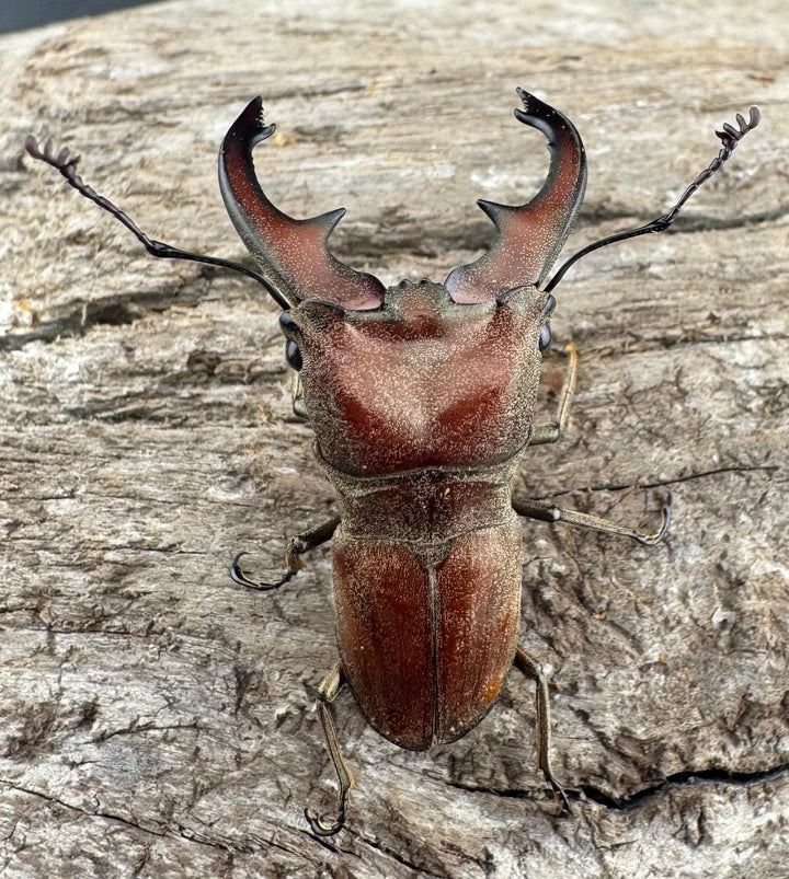 【WD】《スズムラホソアカ ロハス産 39.5mm A’品ペア》