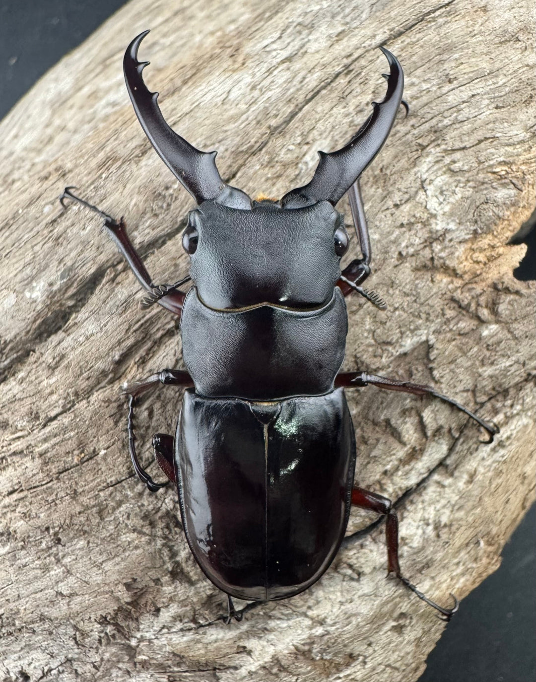 《ボーリンフタマタ亜種バミノルム 52.5mm ♂♀♀トリオ》