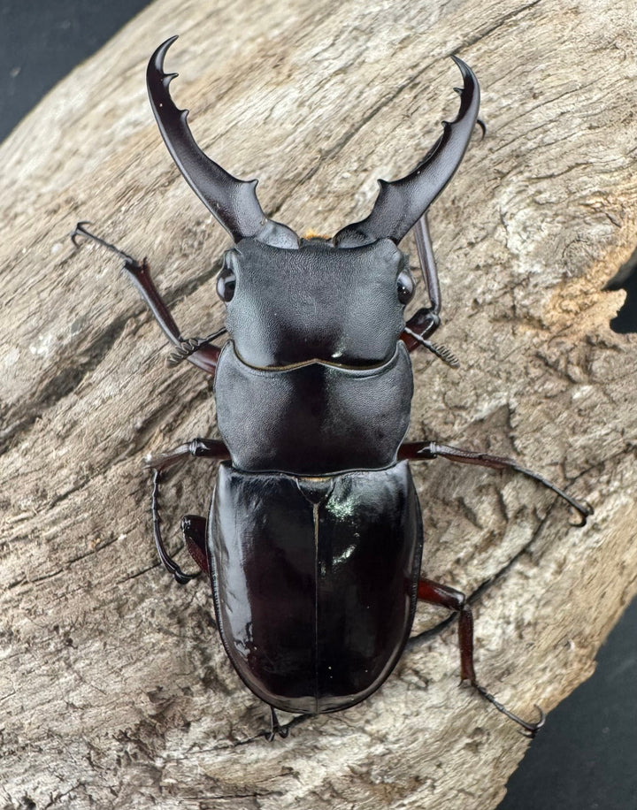 《ボーリンフタマタ亜種バミノルム 52.5mm ♂♀♀トリオ》
