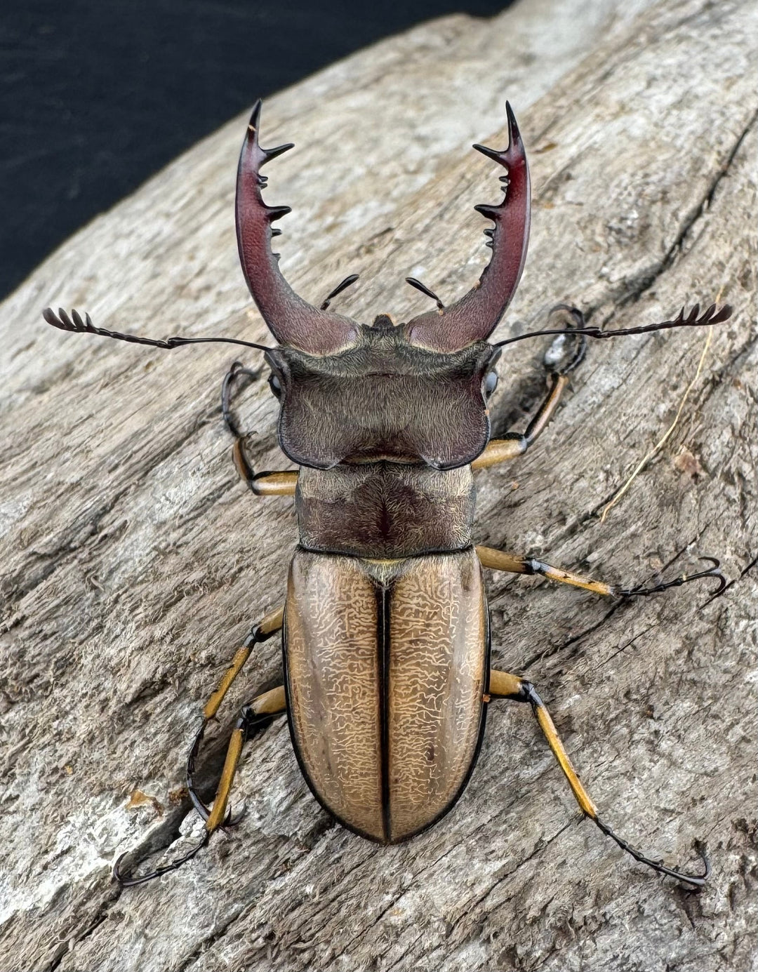 【WD】《デラバイミヤマクワガタ 39.5mm ペア》