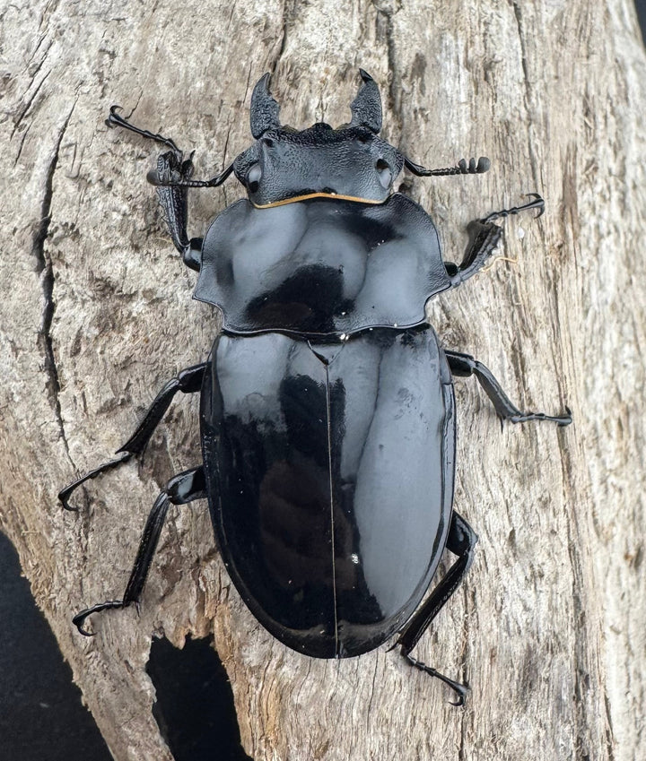 【WD】《ダールマンツヤクワガタ亜種celebensis 84mm ペア》