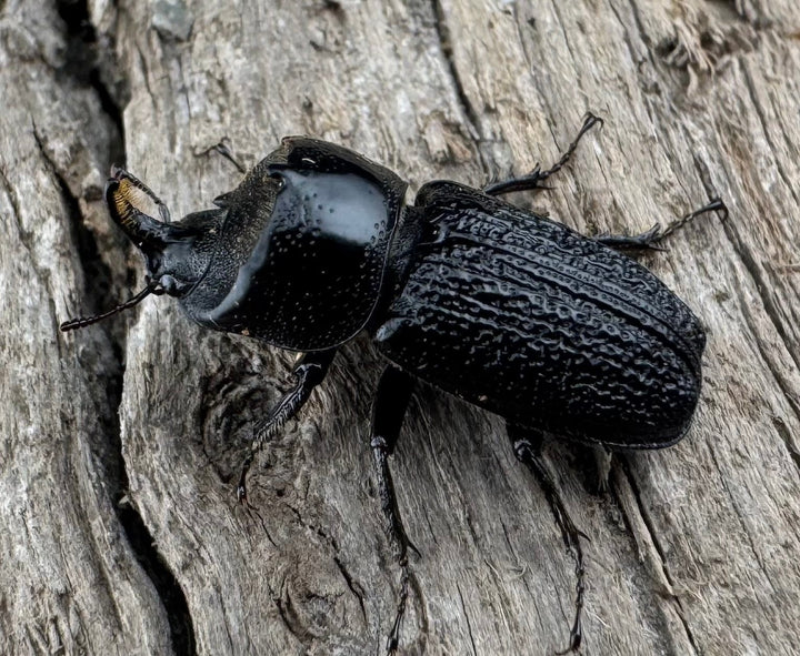 【WD】《ウンナンイッカククワガタ Free ♂♀♀トリオ》①