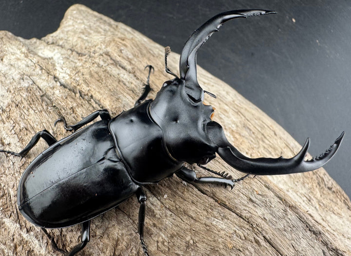 【WD】《ウエストウッディ亜種カズミアエ 雲南省産 76mm ペア》