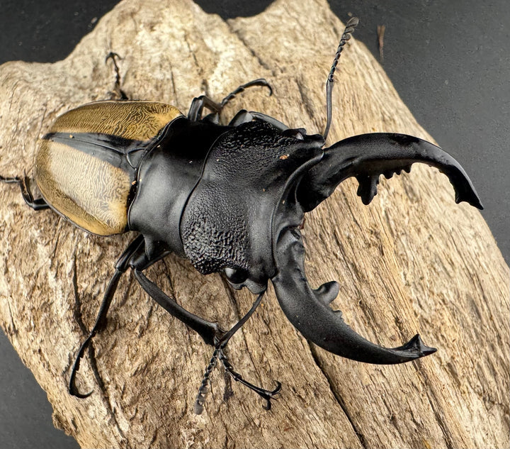 【WD】《ルデキンツヤクワガタ 72mm ペア》