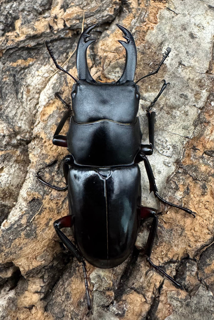 【F0】《アカアシクワガタ亜種miyamai 42mm ペア》