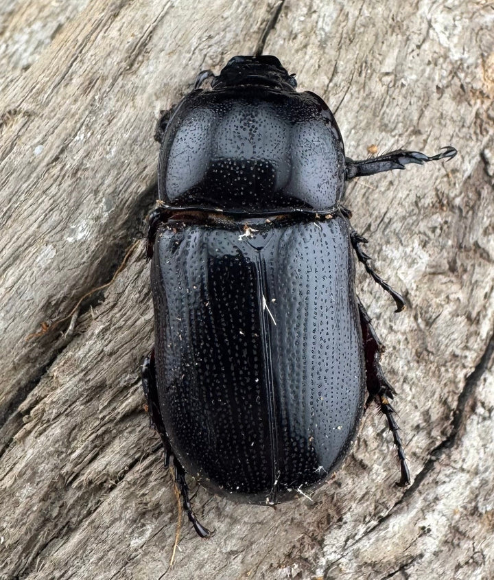 【WD】《ヒラズツツサイカブト 45mm ペア》