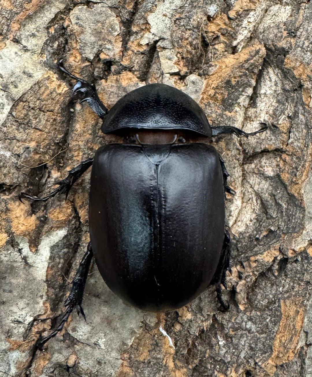 【WD】《シャムゴホンツノカブト 60mm ペア》