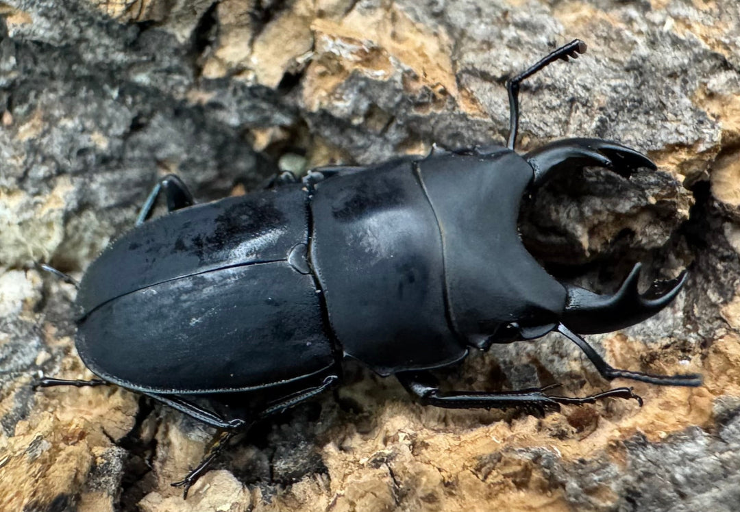 【WF2】《メタドルクス ロトゥンダトゥス ペア＋♂1頭おまけ》