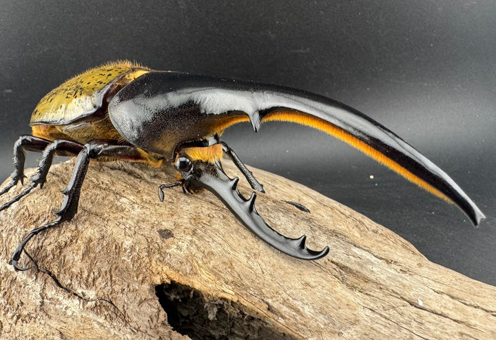 《ヘラクレス・ヘラクレス 133mm ♂単》