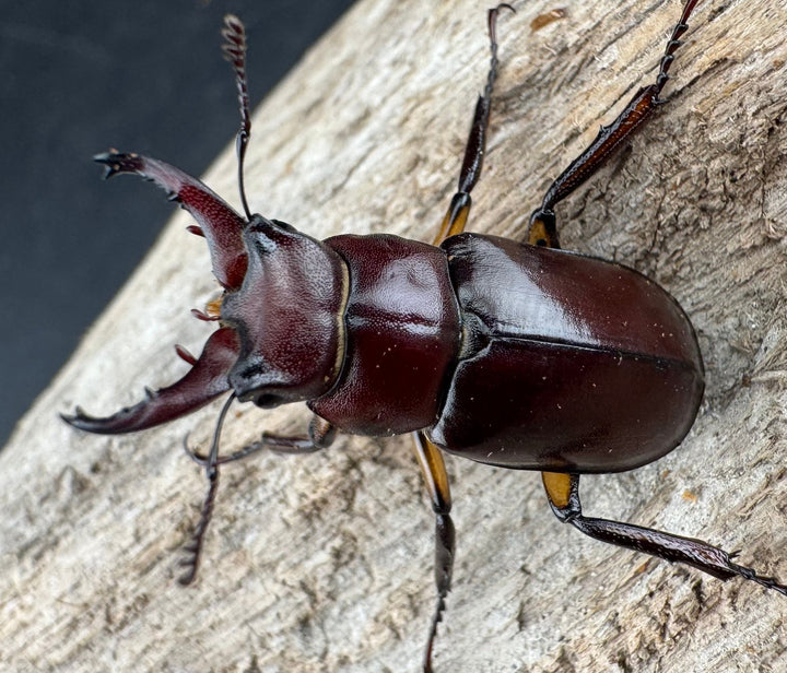 【WD】2021年新種《モーミヤマクワガタ 28mm ペア》