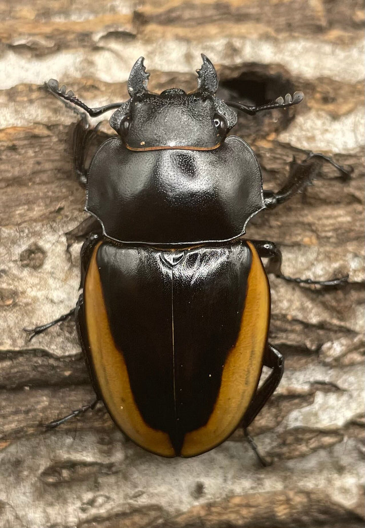【WD】《クベラツヤクワガタ亜種fallaciosa 64mm ♂♀♀トリオ》