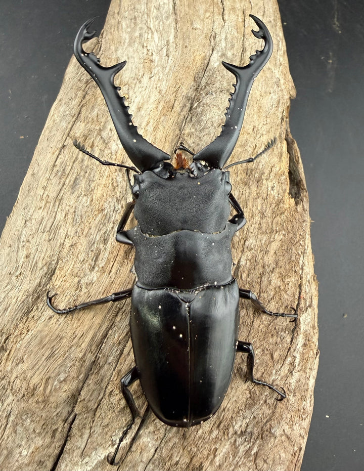 【WD】《ギラファノコギリ亜種ニシヤマイ 96.5mm ペア》