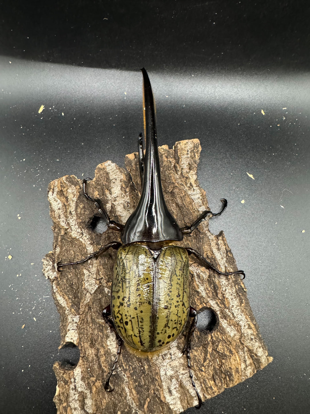 《ヘラクレス・ヘラクレス 154mm ペア》