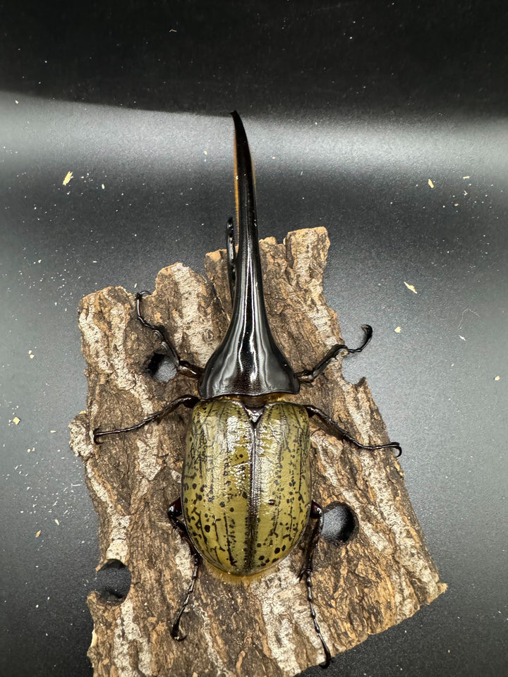 《ヘラクレス・ヘラクレス 154mm ペア》