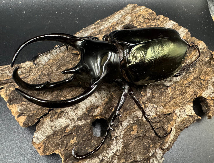 【WD】《タイリクコーカサスオオカブト タイ産 110mm ペア》