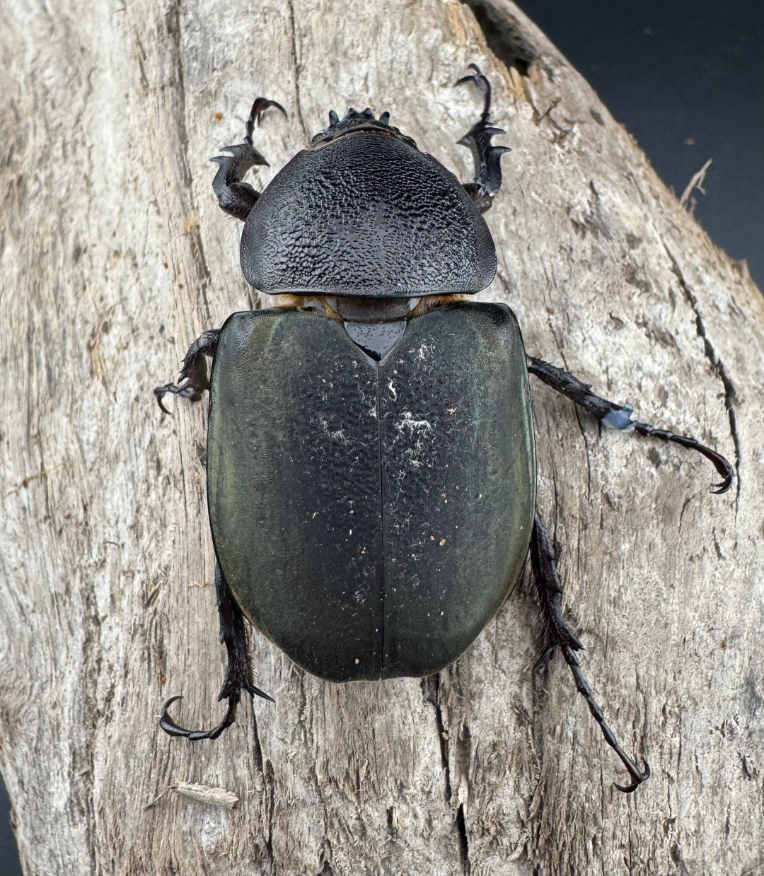 【WD】《ミンダナオアトラスオオカブト キダパワン産 88mm ペア》