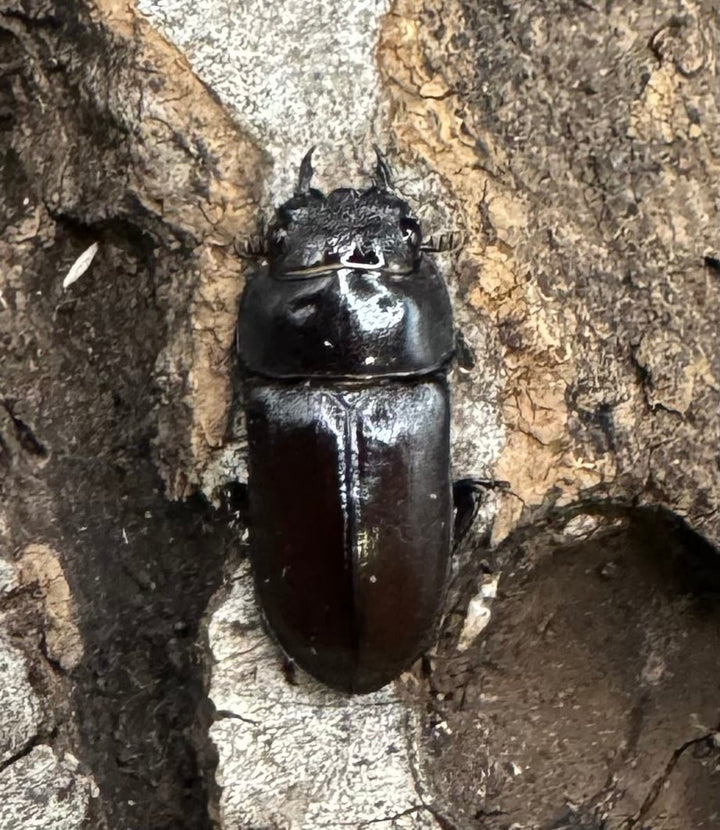 《セグーコクワ ペア》