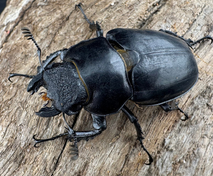 【WD】《ハヤシミヤマ（ハンスミヤマ） 43mm ♀単》