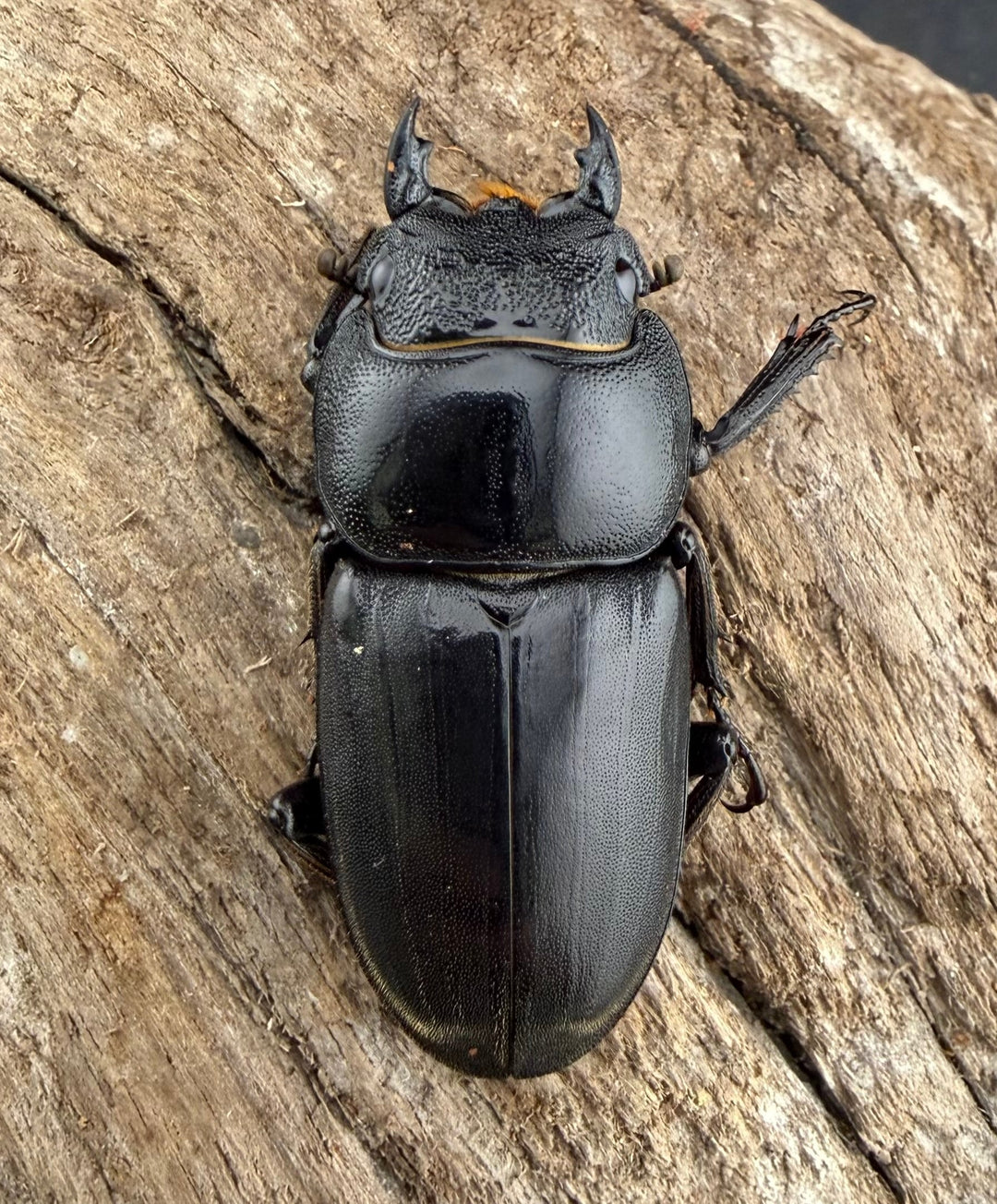 【WF2】《カヤパヒラタクワガタ 68mm ペア》