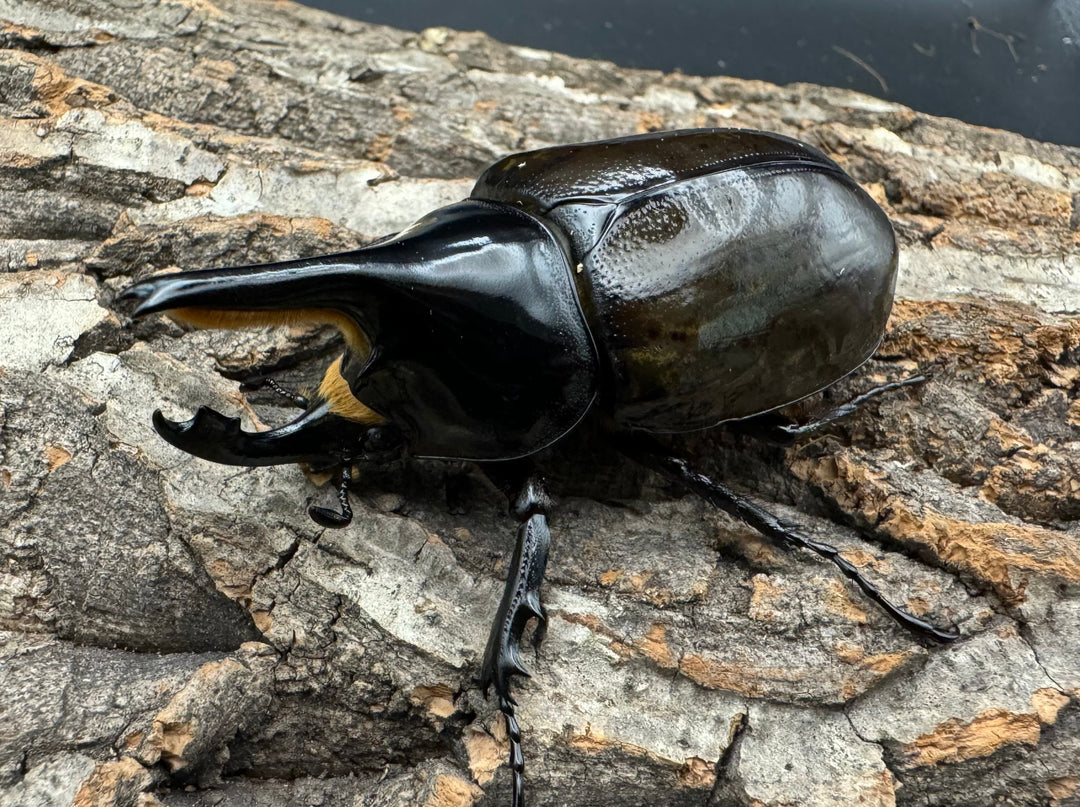 《マヤシロカブト 77mm ペア》