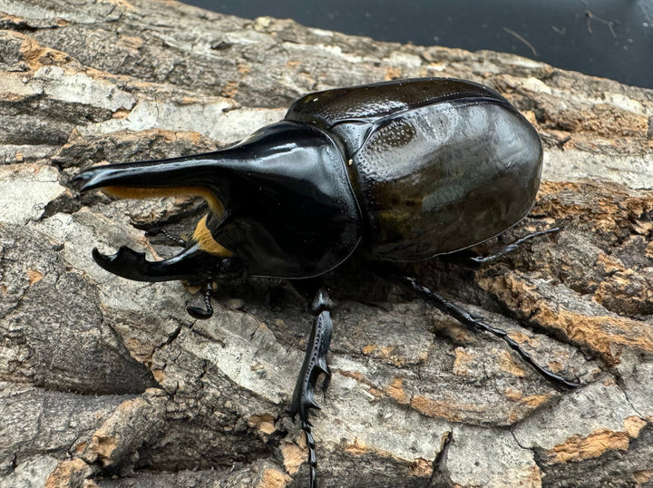 《マヤシロカブト 77mm ペア》