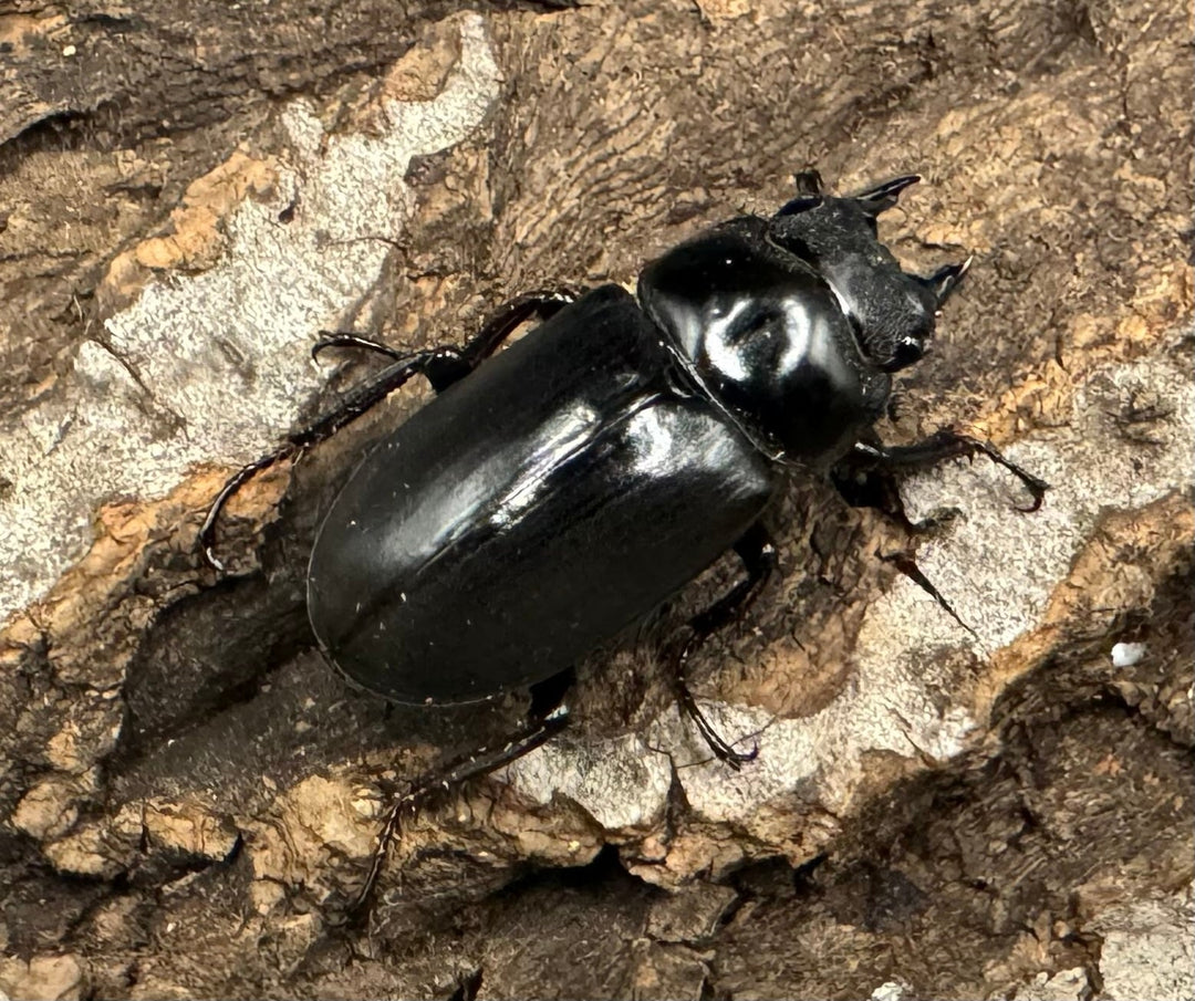 《ドンキエルコクワ亜種ハンプイ（黒ドンキ） Free ♀単》