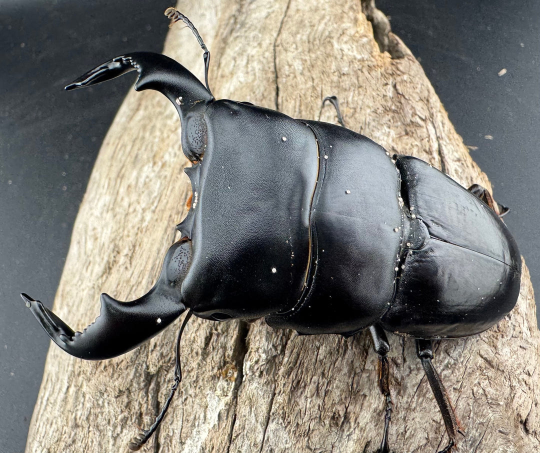 【WD】《ダイオウヒラタ 東ジャワ産 82.5mm ペア》