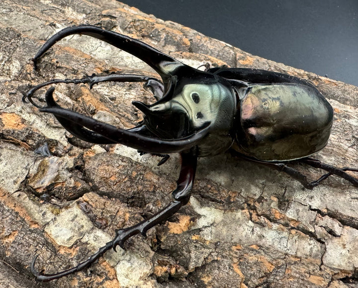 【WD】《ミンダナオアトラスオオカブト 98mm ペア》