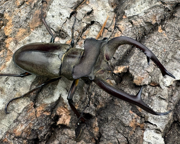 【WD】大型《クラーツミヤマ原名亜種 63mm ペア》