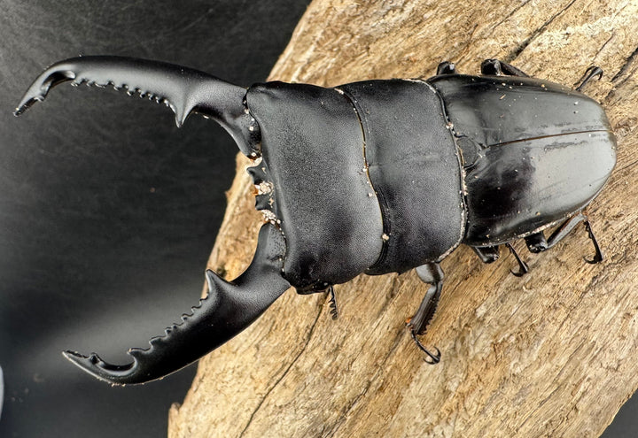 【WD】《ミンダナオヒラタ マラグサン産 91mm ペア》