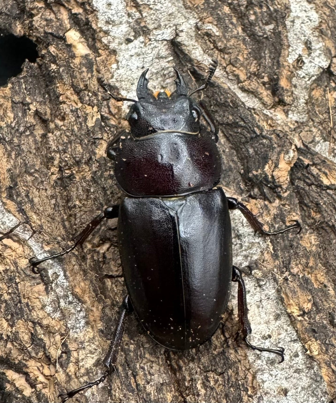 【WF1】《本土ノコギリクワガタ 滋賀産 ペア》