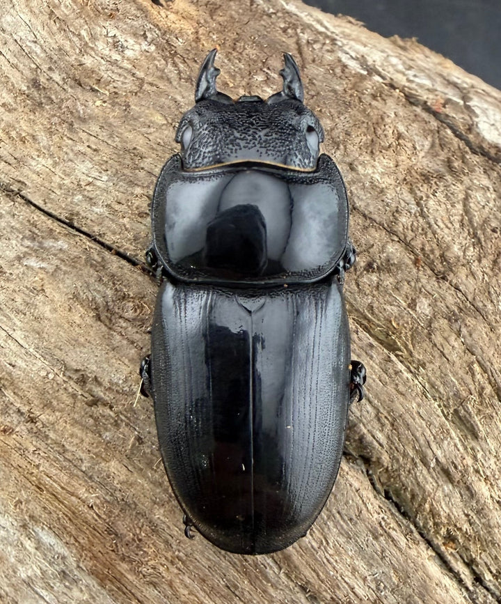 【WD】《アルキデスヒラタ アチェ産 長歯 89mm ペア》