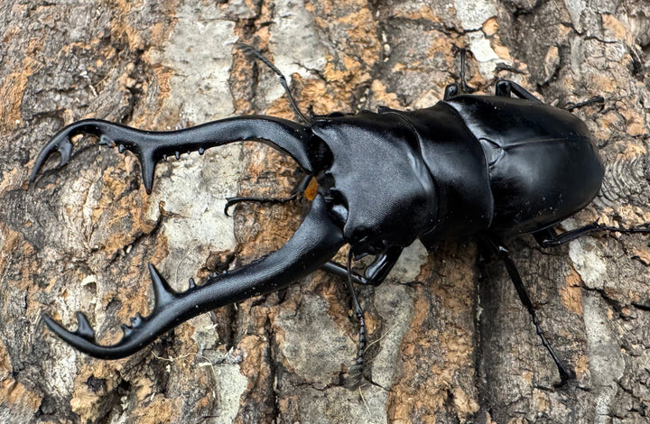 【WF1】《ギラファノコギリ原名亜種 タイ産 95mm ペア》②