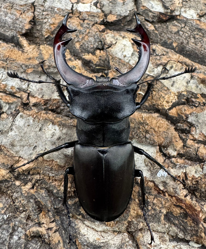 《ヨーロッパミヤマ（ケルブスミヤマ） 66mm ペア》