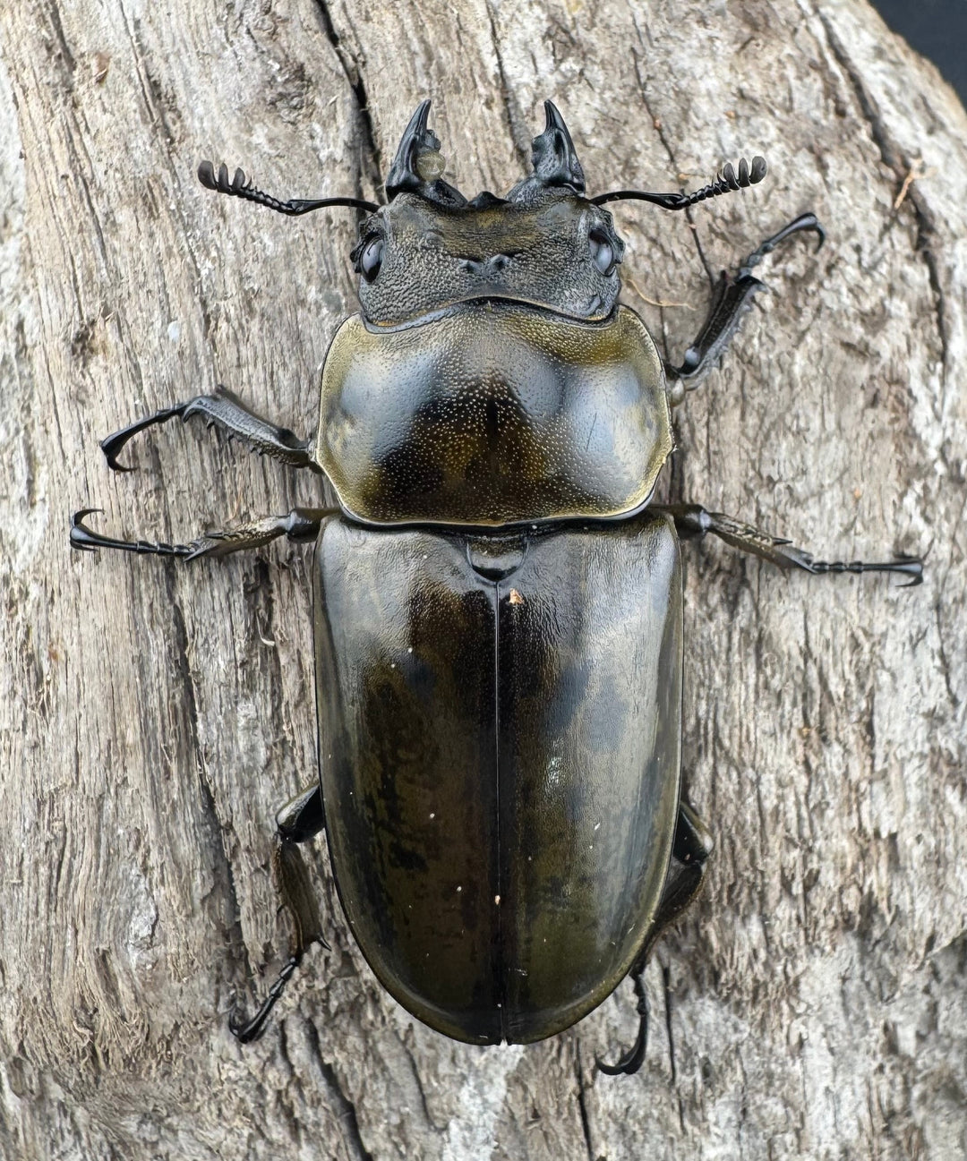 【F0】《ローゼンベルグオウゴンオニクワガタ 67mm ペア》