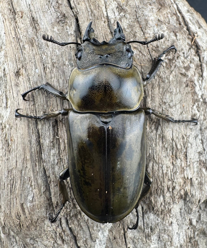 【F0】《ローゼンベルグオウゴンオニクワガタ 67mm ペア》